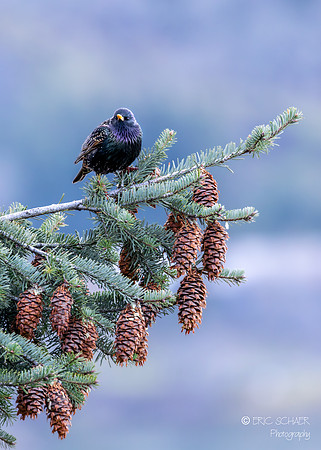 European Starling- Hood River Oregon-
