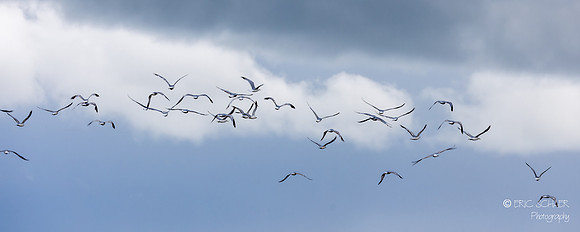 Gulls in Flight- Nisqually National Wildlife Refuge, Olympia Washington-