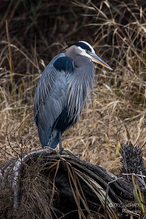 Great Blue Heron-  Union Bay Seattle-9345