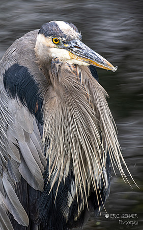 Great Blue Heron- Juanita Bay Park, Kirkland Washington-