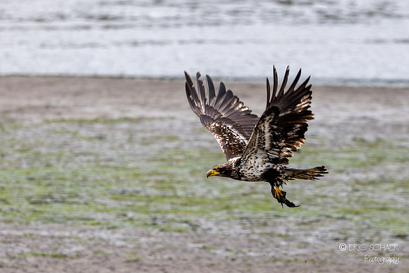 Juvinile Bald Eagle- Nisqually National Wildlife Refuge, Olympia Washington