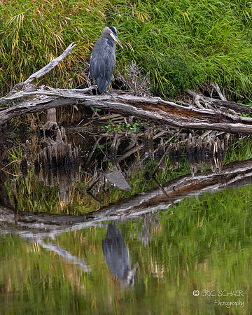 Great Blue Heron- Union Bay Natural Area- Seattle Washington-6784