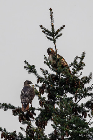 Red Tail Hawk- Bellevue Washington-