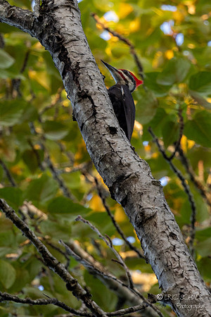 Pileated Woodpecker-Marymore Park, Redmond Washington-3149