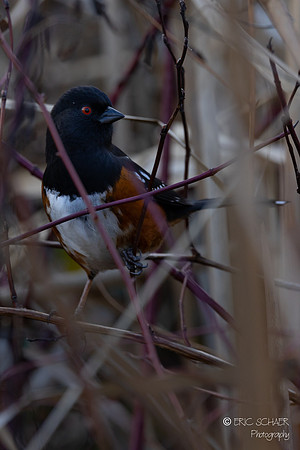 Spotted Towhee-  Union Bay Seattle-9307