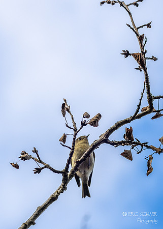 Ruby-crowned Kinglet- Union Bay Seattle-9357