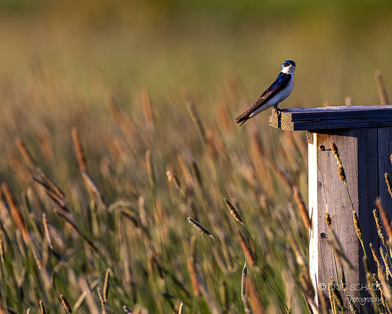 Tree Swallow-Marymoor Park- Redmond Washington-