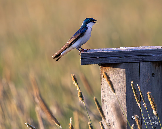Tree Swallow-Marymoor Park- Redmond Washington