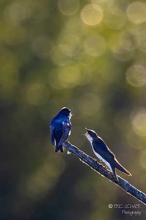 Tree Swallows- Marymoor Park Redmond Washington-