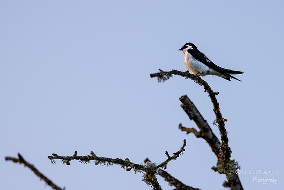 Violet-green Swallow- Marymore Park, Redmond Washington