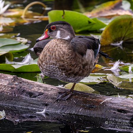 Wood Duck- Juanita Bay Park, Kirkland Washington-5549
