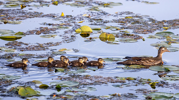 Wood Ducks- Marymore Park, Redmond Washington-3073