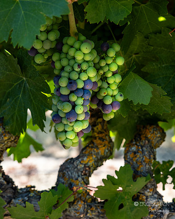 Vineyard Wine Grapes- Wine & Roses-- Lodi California-5101