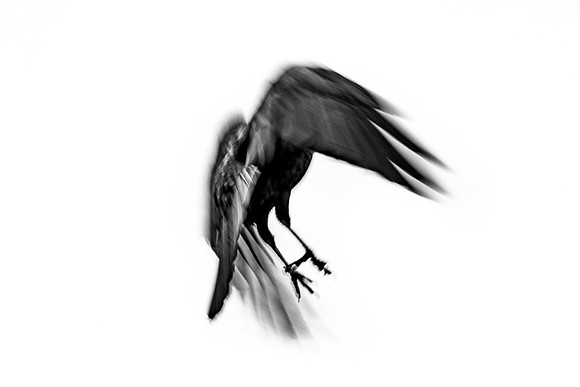 Crow in flight- Bellingham Washington-0285