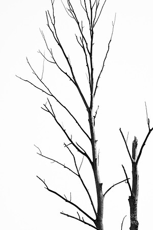 Tree Contrast- Marymore Park- Redmond Washington-3174