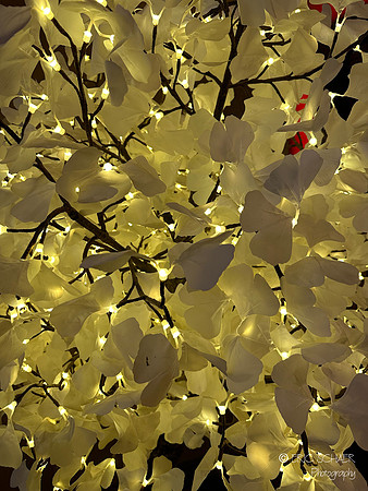 Tree Ornament Abstract- Canyonville Oregon-7882