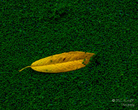 Yellow Leaf- Carkeek Park- Seattle Washington-4472