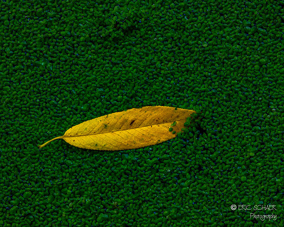 Yellow Leaf- Carkeek Park- Seattle Washington-4472