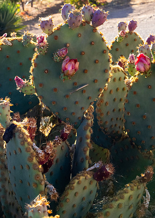 2021, Cactus, California, Central Coast, Manucci Winery, Paso Robles, Wild Coyote Winery