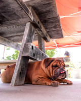 2021, Bently, California, Central Coast, Dog, Paso Robles, Whalebone Vineyard