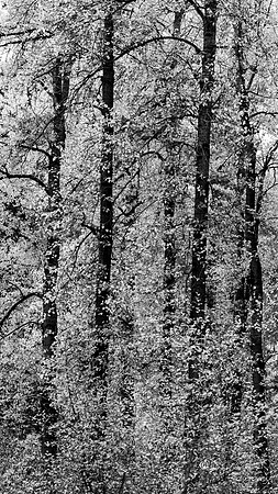 Leavenworth- Canon 5DIV-5382