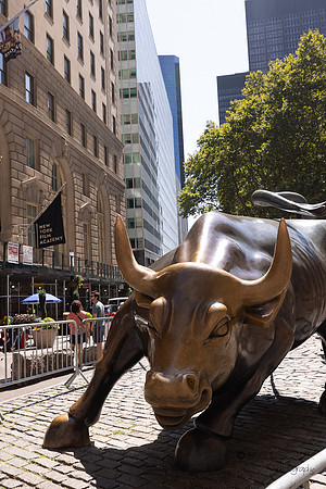 Wall Street Bull
