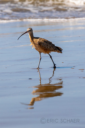 California- Morro Bay Whimbrel Sea Bird