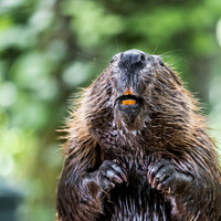 Beaver Smile
