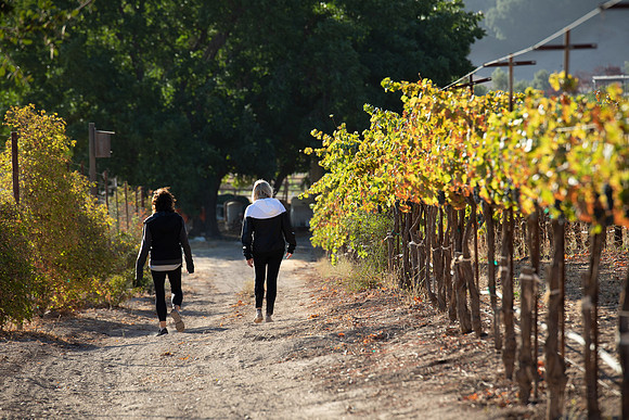 2021, California, Central Coast, Hike, Manucci Winery, Paso Robles,vinyard, Wild Coyote Winery