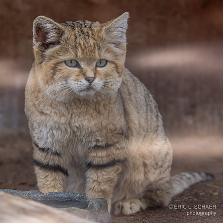 January,  Sand Cat: The Living Desert - Zoo Gardens Palm Springs Calif.