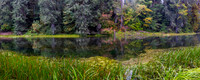 Washington- Hoh Rainforest Landscape
