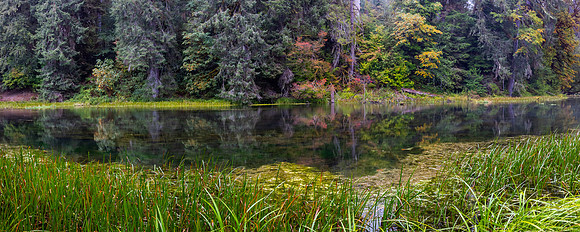 Washington- Hoh Rainforest Landscape