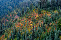 Washington- Hurrican Ridge Forest