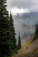 Washington- Hurricane Ridge Deer