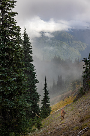 Washington- Hurricane Ridge Deer