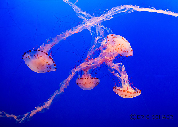 Jellies-Monterey Aquarium Calif