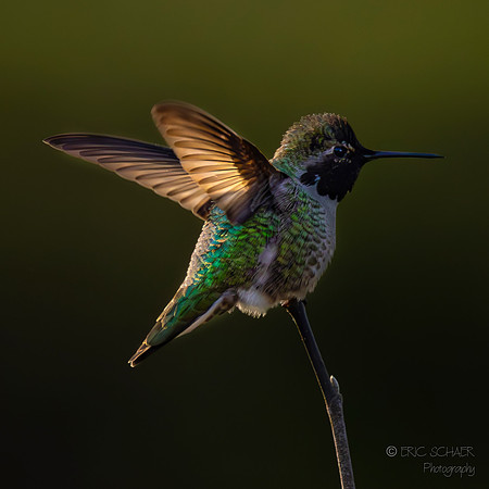 Anna's Hummingbird