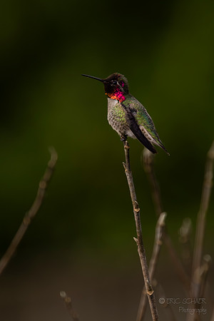 Anna's Hummingbird