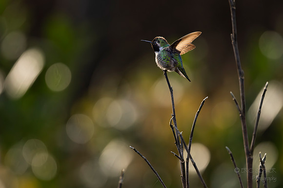 Anna's Hummingbird