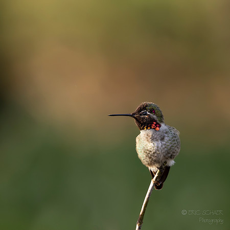 Anna's Hummingbird