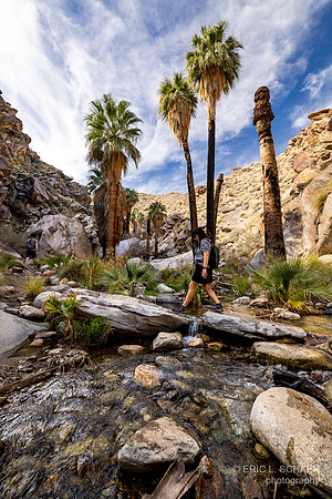 January, Murray Creek, Murray Canyon Trail,  Palm Springs Calif.