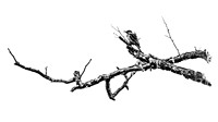 Wood Pecker-Bellevue WA