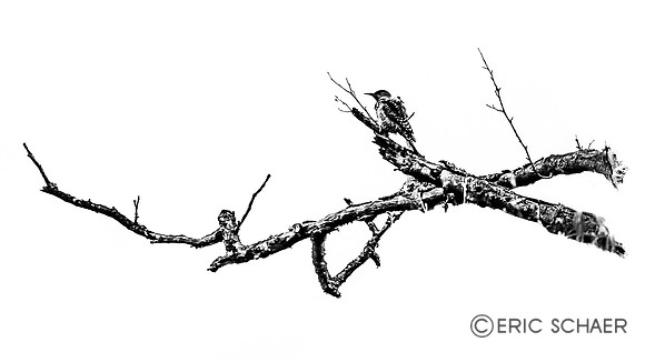 Wood Pecker-Bellevue WA