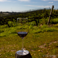 Arroyo Grande- Laetitia Vineyard & Winery