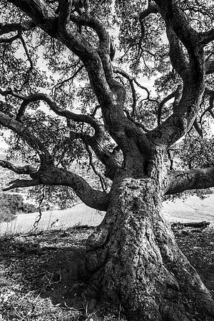 Old Oak-San Luis Obispo - Calif