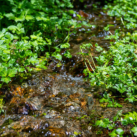 Small Stream