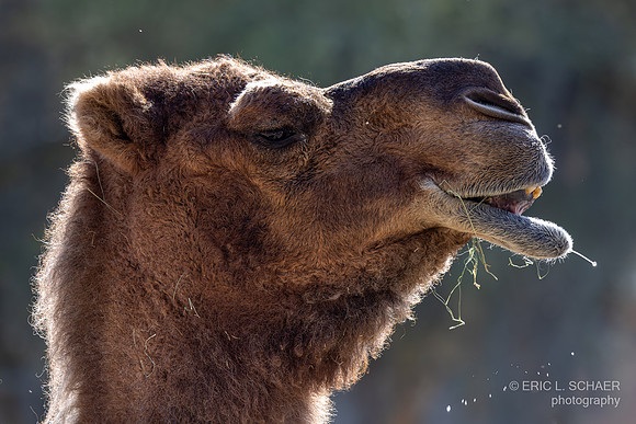 January, The Living Desert - Zoo Gardens Palm Springs Calif.