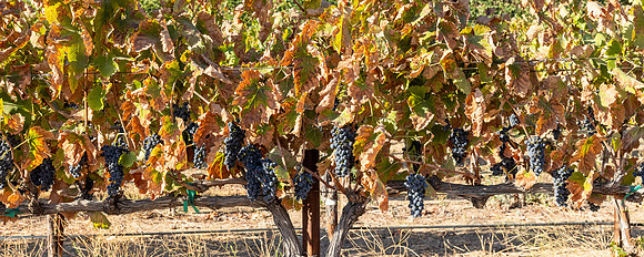 2021, California, Central Coast, Grape Vine, Grapes, Manucci Winery, Paso Robles, vinyard, Wild Coyote Winery