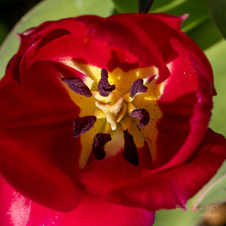 April: Flower: Chicago Illinois Botanic Garden