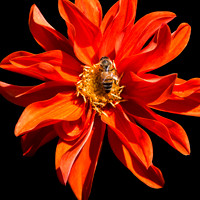 Flower and Bee: Bellevue Washington